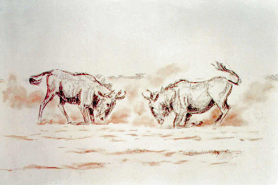 Bild Zwei kämpfende Gnus im Staub von Uli Aschenborn